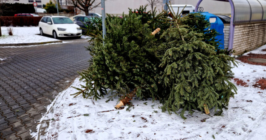 unde se arunca bradul natural de craciun dupa sarbatori ce amenzi risca persoanele care nu respecta regulile impuse de primarii 695e0cb4d94e9