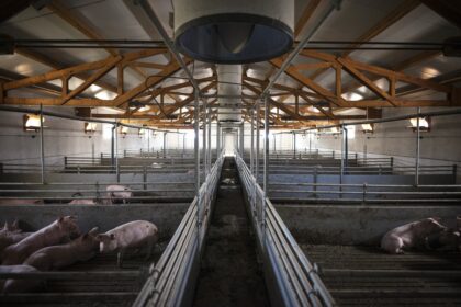 vesti bune termen prelungit pentru crescatorii de animale care isi construiesc ferme noi cu bani de la stat 697e3f091ef2d