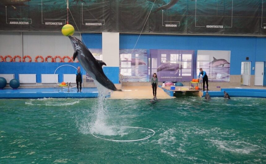 vesti noi privind delfinii cautati de autoritati pentru a fi adusi la constanta consiliul judetean tratative pentru aducerea unor marsuini din mexic 6968705a4ea7d