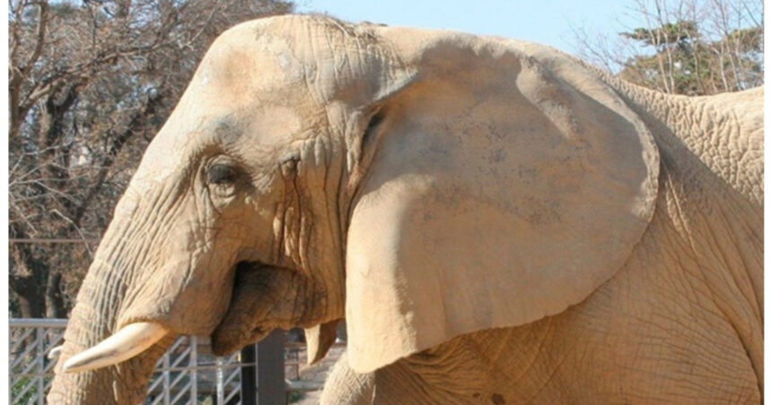 video barcelona isi ia ramas bun de la susi unul dintre cei mai longevivi elefanti din europa 6961159354a3c