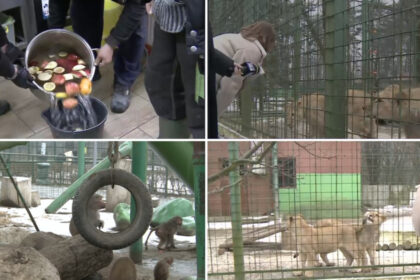 video cum sunt protejate animalele de ger gradina zoo din tara unde maimutele primesc zilnic ceai cald iar leii au incalzire in pardoseala 6973130bac321