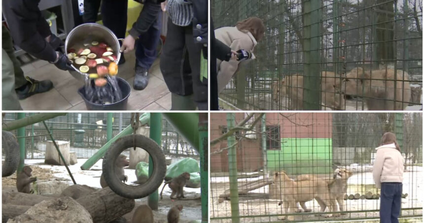 video cum sunt protejate animalele de ger gradina zoo din tara unde maimutele primesc zilnic ceai cald iar leii au incalzire in pardoseala 6973130bac321