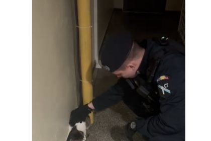 video incredibil jandarmi chemati sa scoata o pisica dintr o scara de bloc din constanta 69777d71cd87f