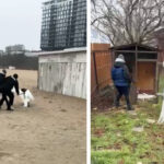 video lebada ranita salvata pe plaja din cartierul faleza nord pasarea a ajuns in siguranta la complexul muzeal de stiinte ale naturii constanta 6974acb92da34