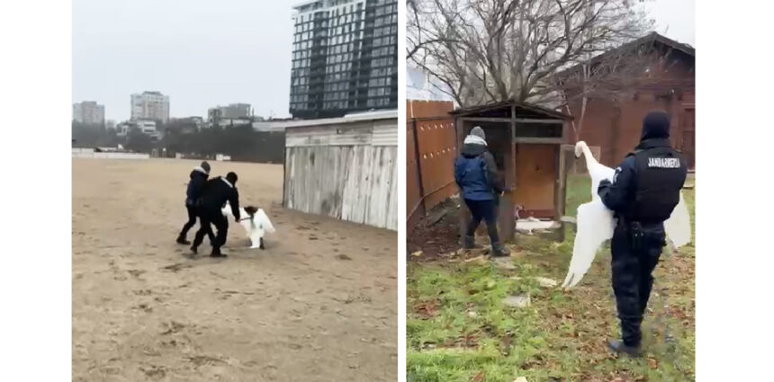 video lebada ranita salvata pe plaja din cartierul faleza nord pasarea a ajuns in siguranta la complexul muzeal de stiinte ale naturii constanta 6974acb92da34