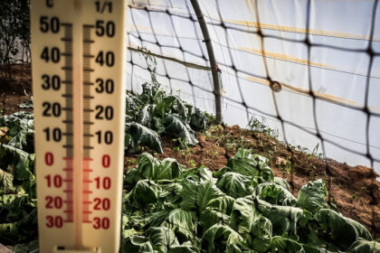 video lovitura primita de agricultori odata cu gerul care s a abatut peste romania costuri duble pentru incalzirea solariilor 696724015b6bc