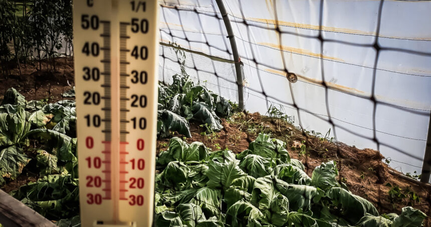 video lovitura primita de agricultori odata cu gerul care s a abatut peste romania costuri duble pentru incalzirea solariilor 696724015b6bc