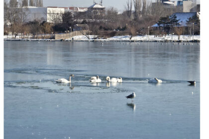 video mai multe lebede blocate pe lacul tabacariei pompierii vin in ajutorul lor 69662198196be