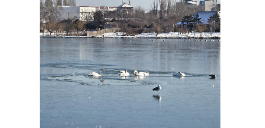 video mai multe lebede blocate pe lacul tabacariei pompierii vin in ajutorul lor 69662198196be
