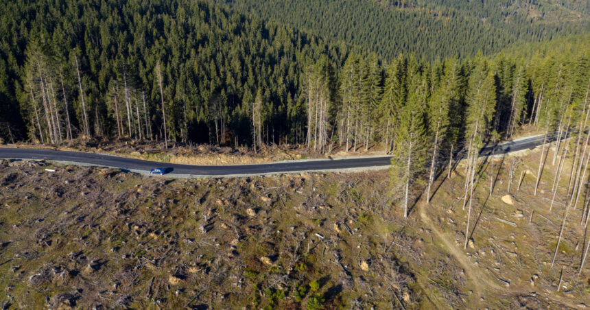 video padurile romaniei distruse sistematic comorova perla verde a litoralului pe jumatate pierduta taieri ilegale si in prahova 697cac7772478