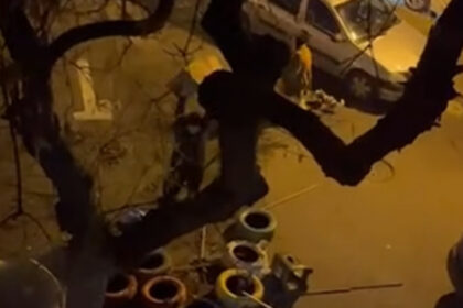 video un barbat e anchetat dupa ce a distrus mai multe casute pentru pisici in sectorul 3 imaginile au devenit virale pe internet 6971e837f334d