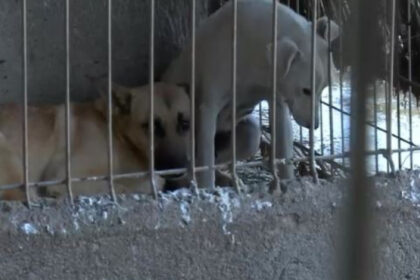 adapost de caini inchis dupa aparitia unor imagini cu maltratarea si eutanasierea animalelor sa nu se mai repete niciodata 698cbdbee31ff