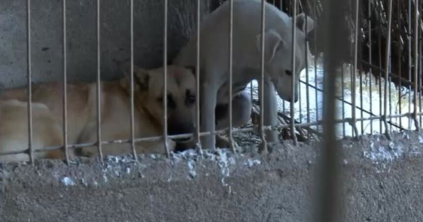 adapost de caini inchis dupa aparitia unor imagini cu maltratarea si eutanasierea animalelor sa nu se mai repete niciodata 698cbdbee31ff