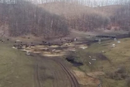 anuntul prefecturii cluj despre sutele de bizoni si cerbi morti de la exploatatia recea cristur sunt si animale vii neingrijite 6998c8f39e0de