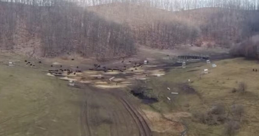 anuntul prefecturii cluj despre sutele de bizoni si cerbi morti de la exploatatia recea cristur sunt si animale vii neingrijite 6998c8f39e0de