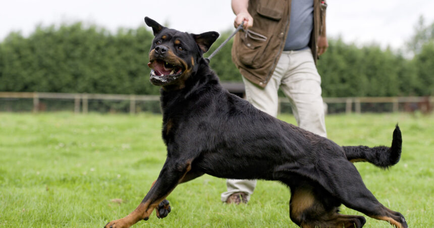 ce rase de caini sunt considerate periculoase si trebuie declarate la politie sanctiunile pentru proprietarii care nu respecta legea 6986e09317f04