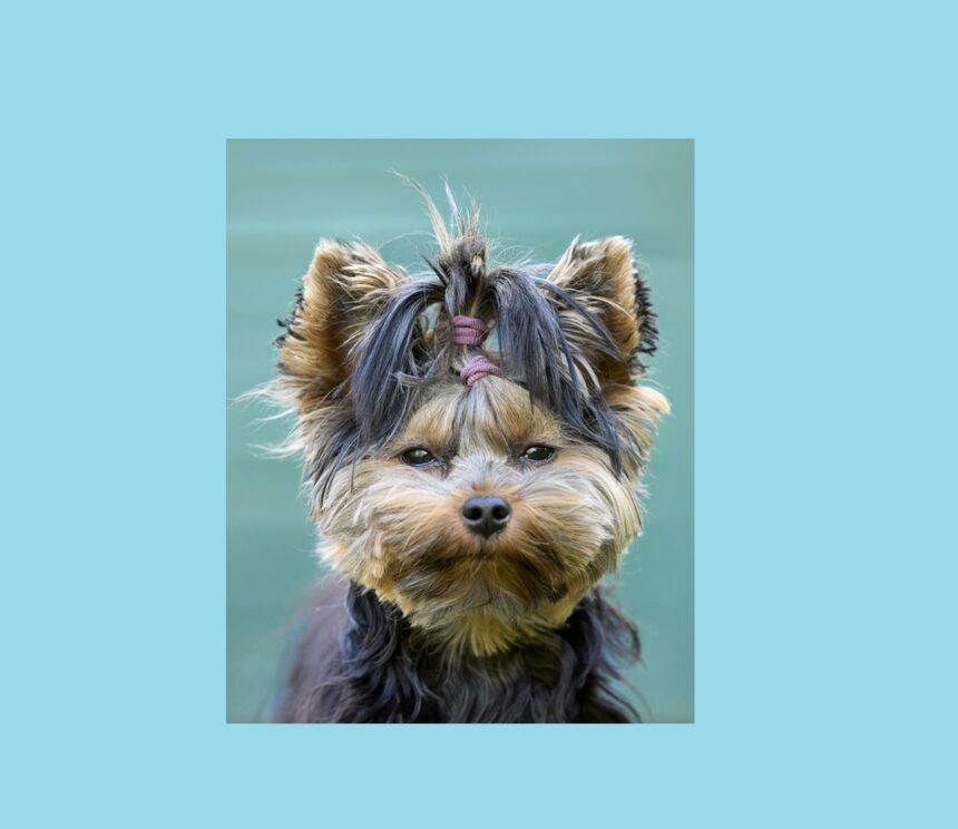 condamnare pentru militarul din constanta acuzat ca i a ucis catelul iubitei scopul pedepsei poate fi atins si fara executarea pedepse spun judecatorii dosarul in apel 6991442c8954e