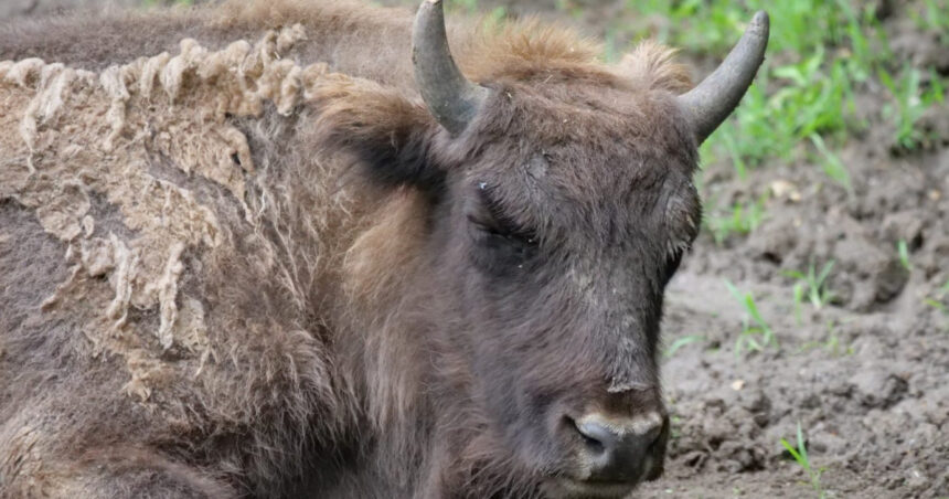 descoperire macabra zeci ce cadavre de bizoni caprioare si cerbi au fost gasite la o ferma din cluj 6994bbd717b6d