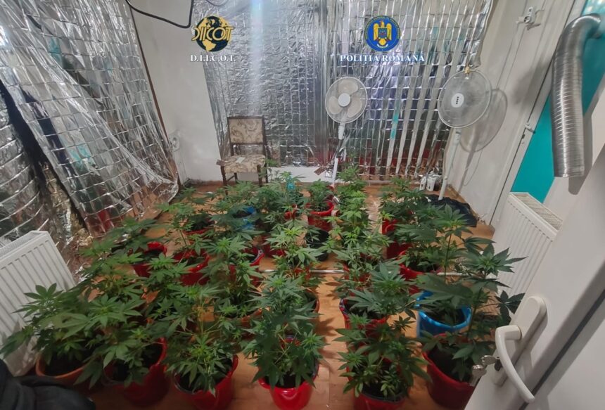 doi barbati retinuti pentru trafic de droguri ce au gasit mascatii la perchezitii 699e0648310f8