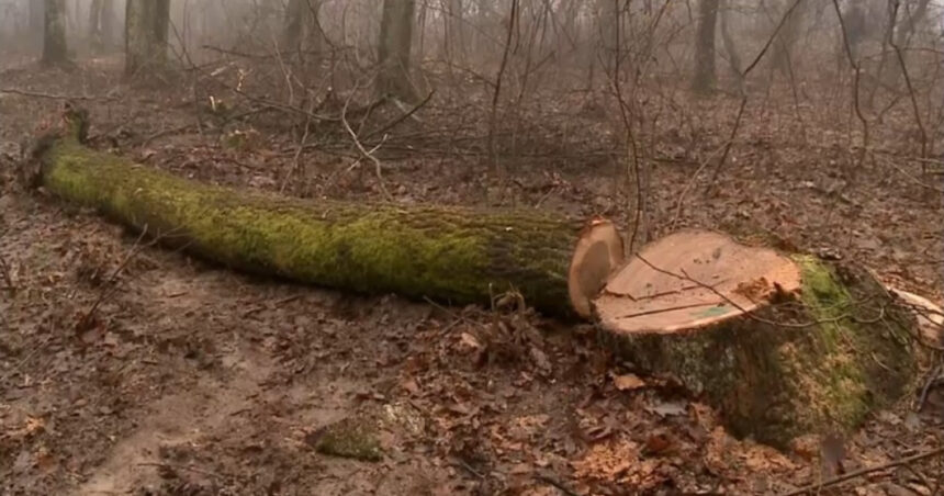 exclusiv defrisarile ilegale de la baile felix octavian berceanu fost sef al garzii de mediu am avut comunitatea care a facut presiune 697f52fa4ab8d