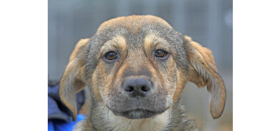 max catelul cu suflet mare din adapostul din constanta este pregatit sa isi gaseasca familia 6980f02c3e976