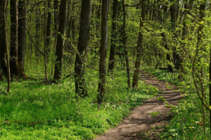peste 2 500 de hectare de padure din covasna au revenit in proprietatea statului decizia instantei este definitiva 699fd5a8ac190
