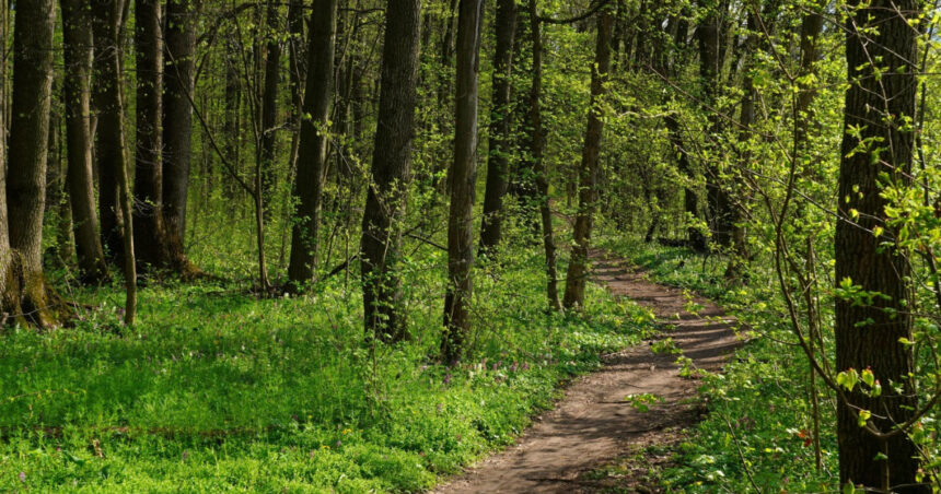 peste 2 500 de hectare de padure din covasna au revenit in proprietatea statului decizia instantei este definitiva 699fd5a8ac190