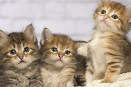 pisicile ar putea detine indicii vitale pentru tratamentul cancerului la oameni 699b17a3ebfa9