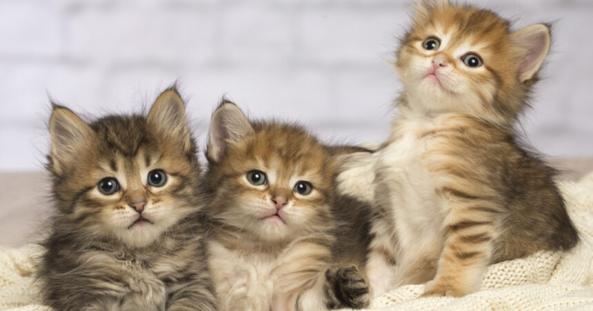 pisicile ar putea detine indicii vitale pentru tratamentul cancerului la oameni 699b17a3ebfa9