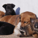 preventie sterilizare si microcipare ansvsa pregateste o strategie nationala pentru gestionarea cainilor fara stapan 6992d6b72eeda