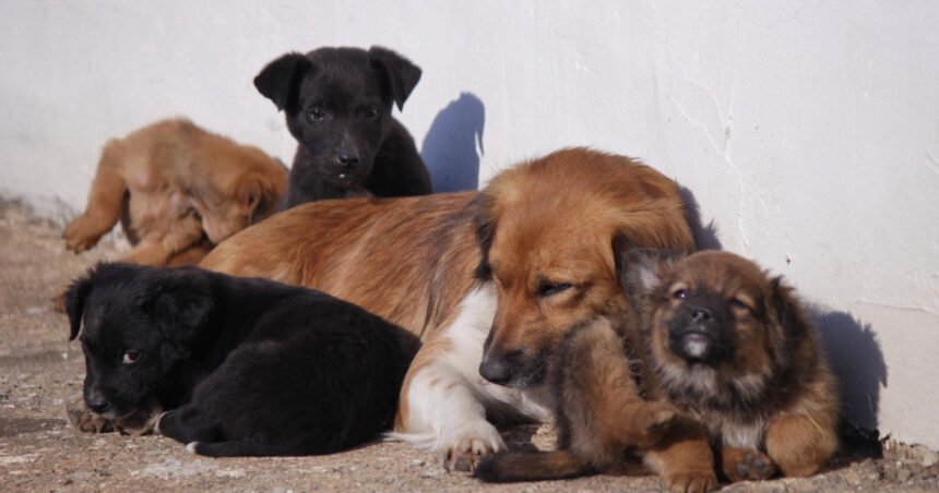 preventie sterilizare si microcipare ansvsa pregateste o strategie nationala pentru gestionarea cainilor fara stapan 6992d6b72eeda
