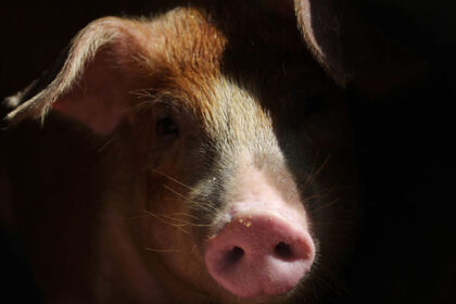 spania alerteaza oms virusul gripei porcine ar putea sa se transmita intre oameni 69a1cb346699a