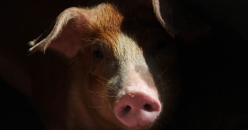 spania alerteaza oms virusul gripei porcine ar putea sa se transmita intre oameni 69a1cb346699a