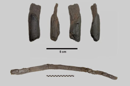 unelte de lemn vechi de 430 000 de ani descoperite in grecia primele instrumente create inaintea oamenilor moderni 698030783ff56