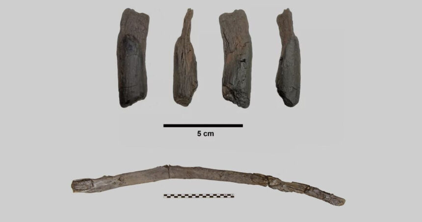 unelte de lemn vechi de 430 000 de ani descoperite in grecia primele instrumente create inaintea oamenilor moderni 698030783ff56