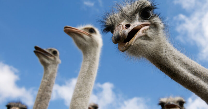 video afacere fictiva cu struti in valcea client inselat dupa ce a platit mii de lei pentru pasari pe care nu le a mai primit 699ffdbb37b7a