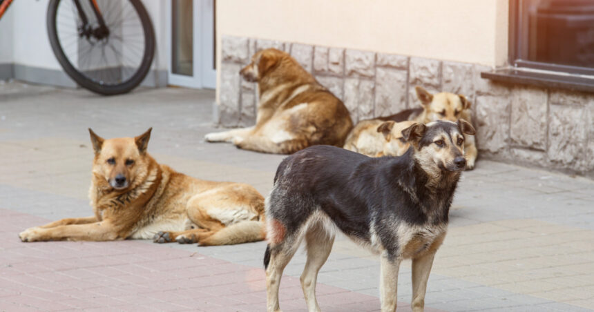video afacerea maidanezul miliarde de euro pentru capturare si eutanasie in ultimele trei decenii cazul unei comune din iasi 6994adc992a17