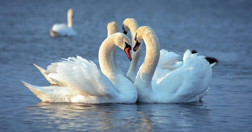 video alerta de gripa aviara in cluj doua lebede gasite moarte in zona unui lac de acumulare au fost stabilite mai multe restrictii 69a00cd1758f3