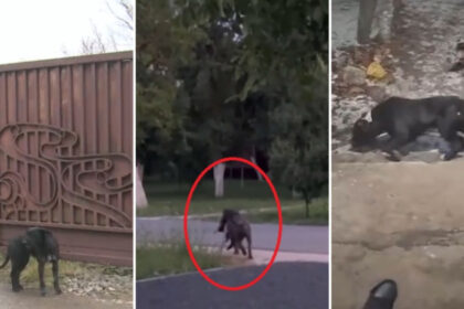 video am sunat la 112 mi s a spus ca nu e urgenta sat terorizat de cainii unui localnic oamenii au filmat animalele ca sa stranga dovezi 69843a1774919