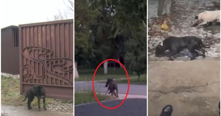 video am sunat la 112 mi s a spus ca nu e urgenta sat terorizat de cainii unui localnic oamenii au filmat animalele ca sa stranga dovezi 69843a1774919