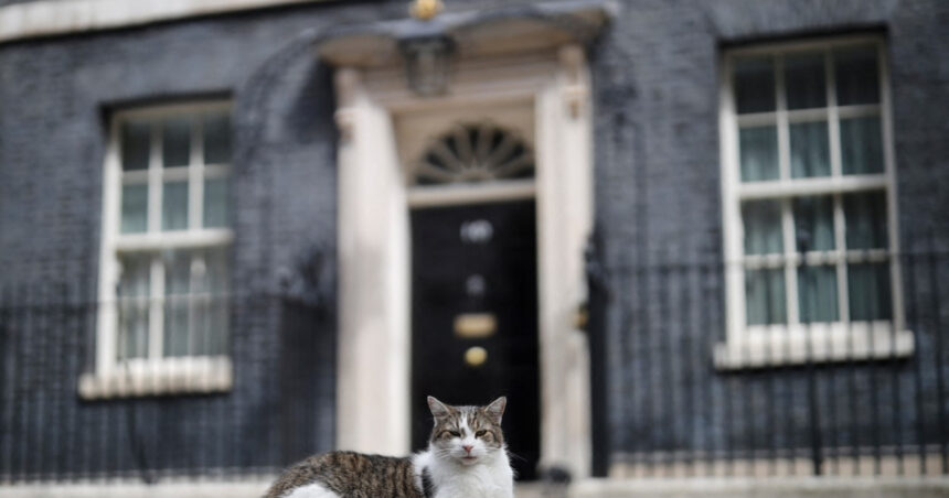 video cel mai faimos motan din lume larry aniverseaza 15 ani la resedinta premierilor britanici 6991abea7ecbf