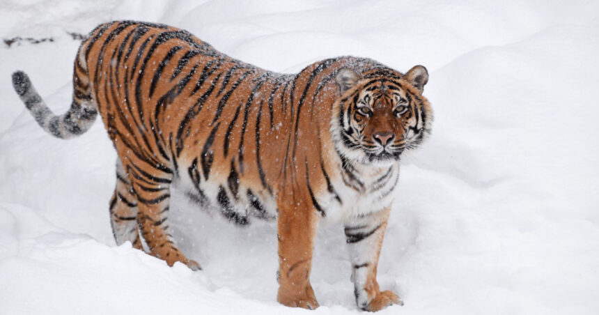 video imagini virale pe tiktok cu un tigru siberian filmat intr o curte din dambovita politia a deschis dosar penal 69832ee14f1d7