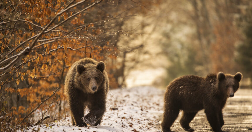 video indiferent unde mergeai era plin orasul care a castigat lupta cu ursii cum au fost descurajate animalele sa se mai apropie de case 6992a5770ca09