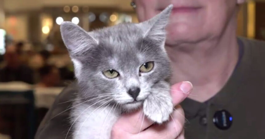 video pisica transilvana prima rasa romaneasca recunoscuta si omologata international 6999f046d984e