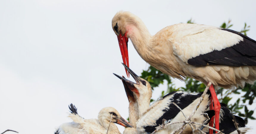 video politisti clujeni lasati in frig de un cuib de barza de ce nu l pot strica pentru a folosi soba din cladire 698c695fb50ef