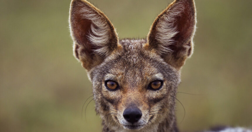 video sunt haite mari localitatile de langa dunare terorizate de sacali animalele s au inmultit alarmant si ataca noapte de noapte 698c231138b00