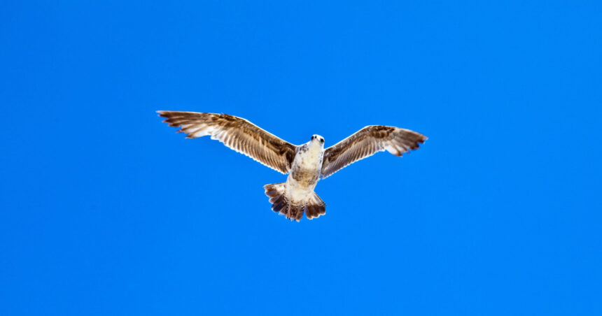 video turcia un jucator a resuscitat un pescarus lovit de minge in timpul unui meci de fotbal 699d62b1dc073