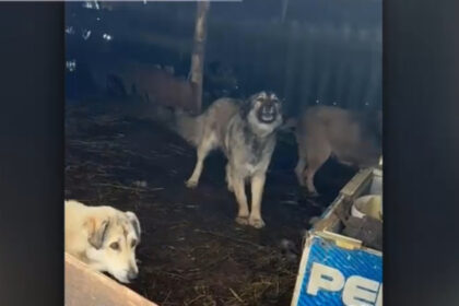 video zeci de animale de la o stana ucise de cainii de paza ai directorului casei de pensii olt proprietarul vrea sa l dea in judecata 699c460d5eb15