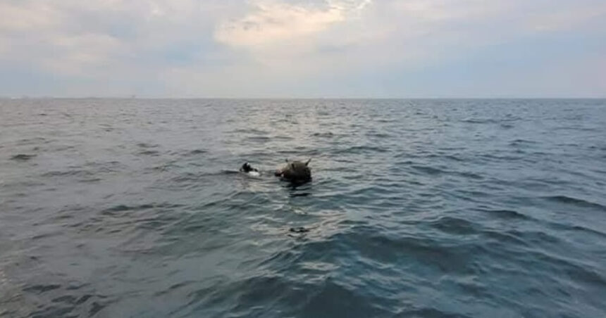 ambasada rusiei la bucuresti da vina pe ucraina pentru minele din marea neagra mapn incercari de distorsionare a realitatii 69c6565380d1d