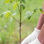 campanie comuna de impadurire la granita cu republica moldova 69b654fb41c72